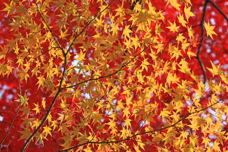 f:id:hiroshisj:20121125174055j:image