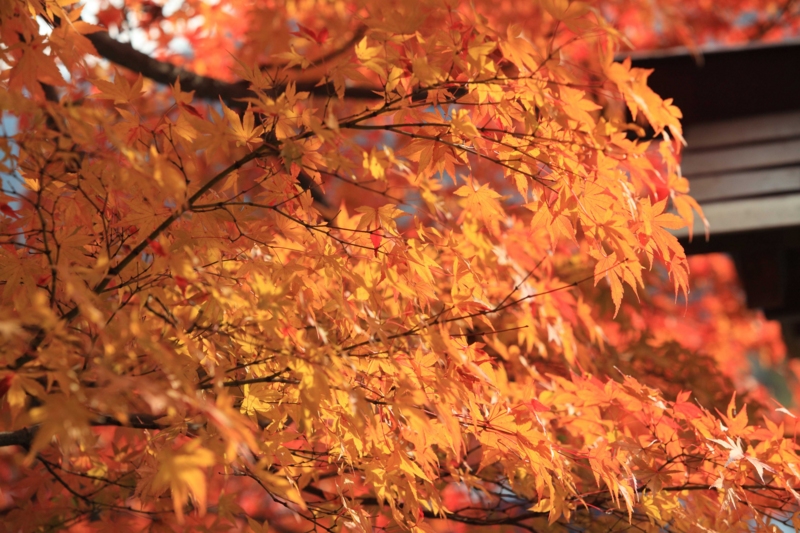f:id:hiroshisj:20121126193504j:image