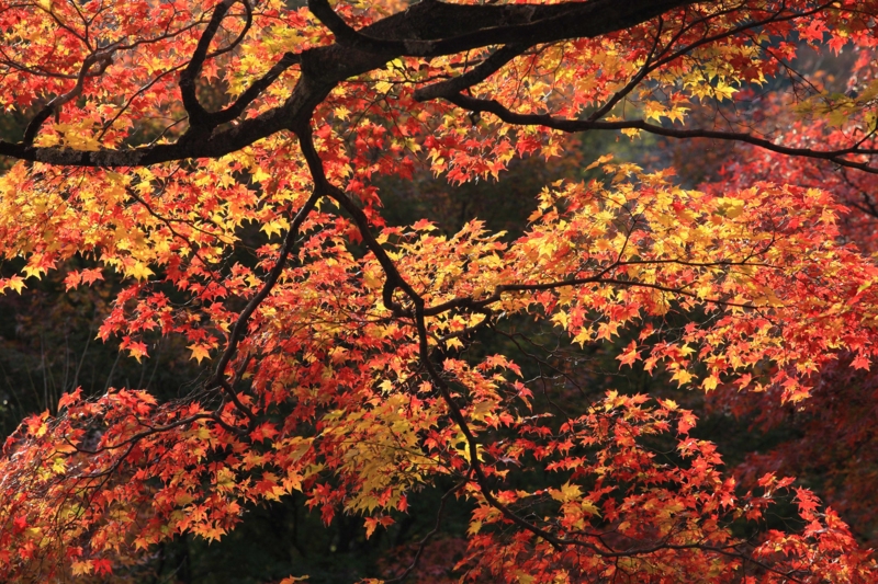 f:id:hiroshisj:20121126193547j:image