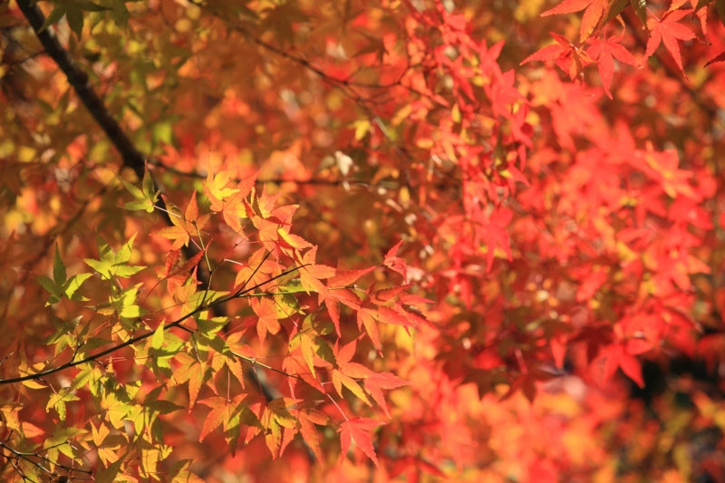 f:id:hiroshisj:20121126193630j:image