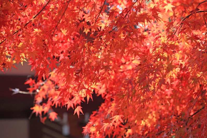 f:id:hiroshisj:20121126193650j:image