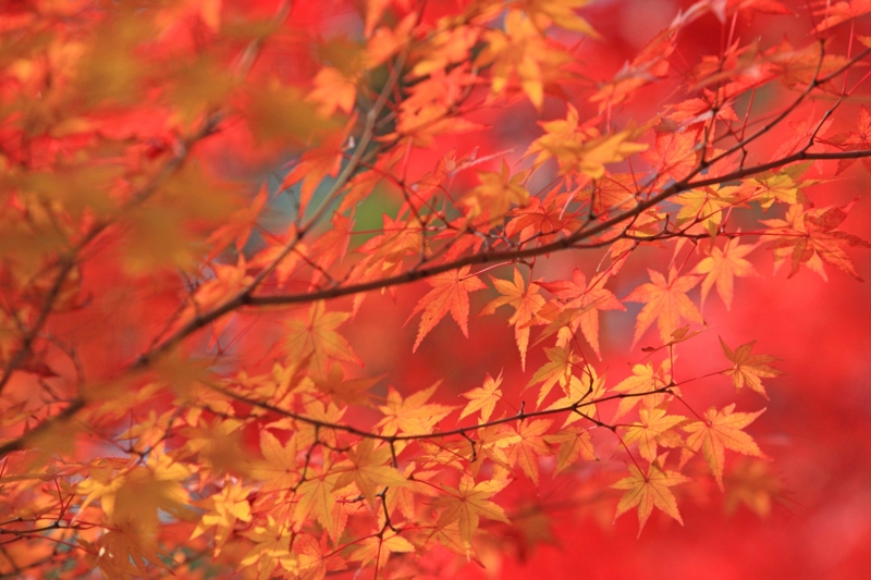 f:id:hiroshisj:20121126193712j:image