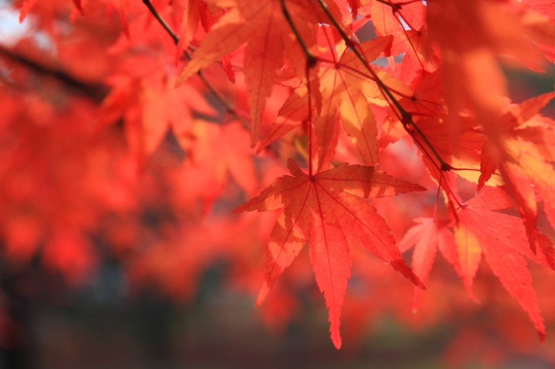 f:id:hiroshisj:20121126193733j:image