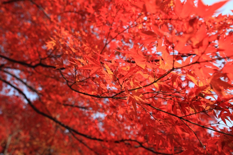 f:id:hiroshisj:20121126193754j:image