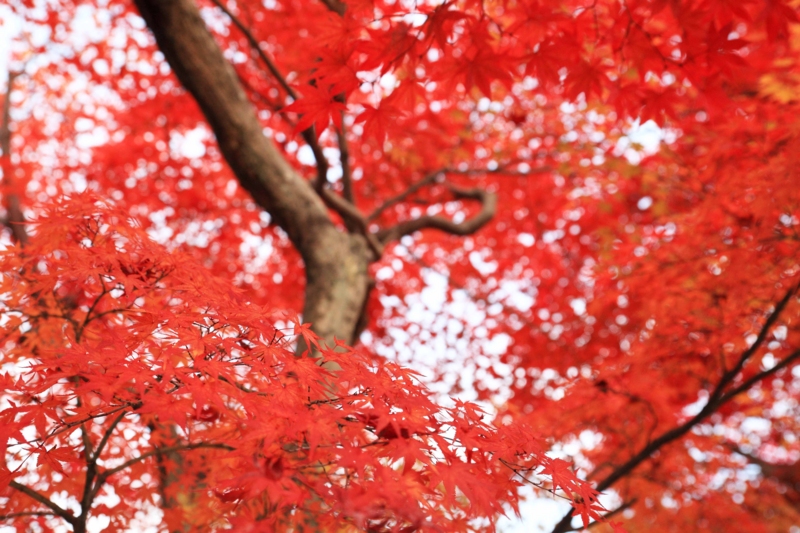 f:id:hiroshisj:20121126193814j:image