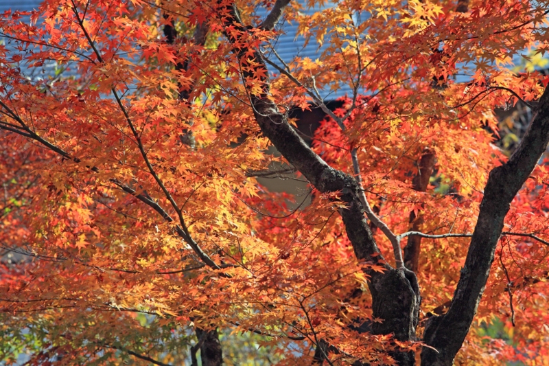 f:id:hiroshisj:20121126195249j:image