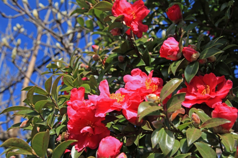f:id:hiroshisj:20121228161357j:image f:id:hiroshisj:20121228161357j:image