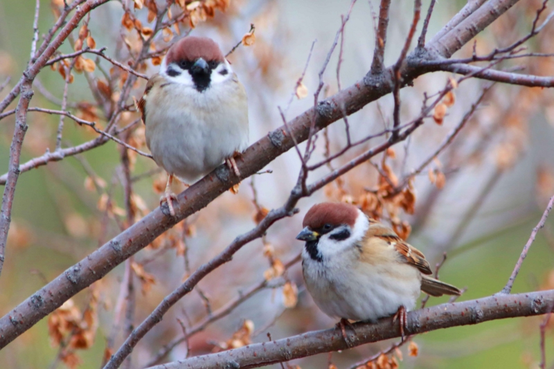 f:id:hiroshisj:20130121202940j:image
