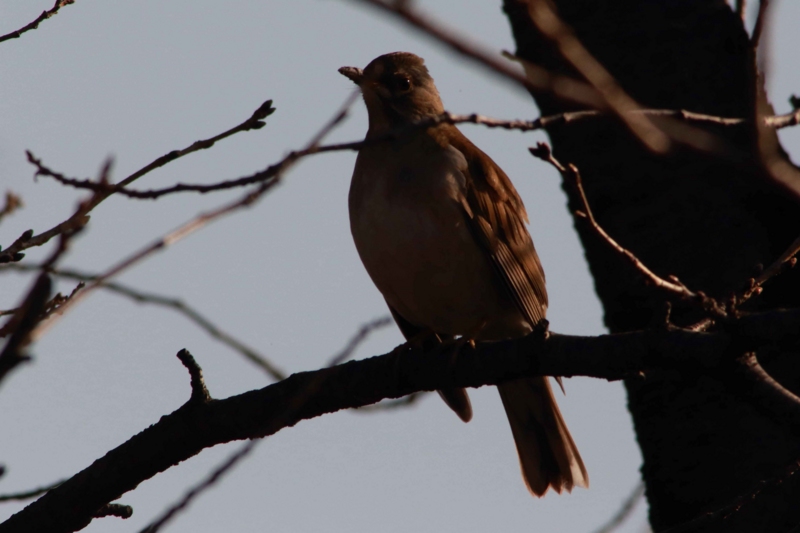 f:id:hiroshisj:20130121203058j:image