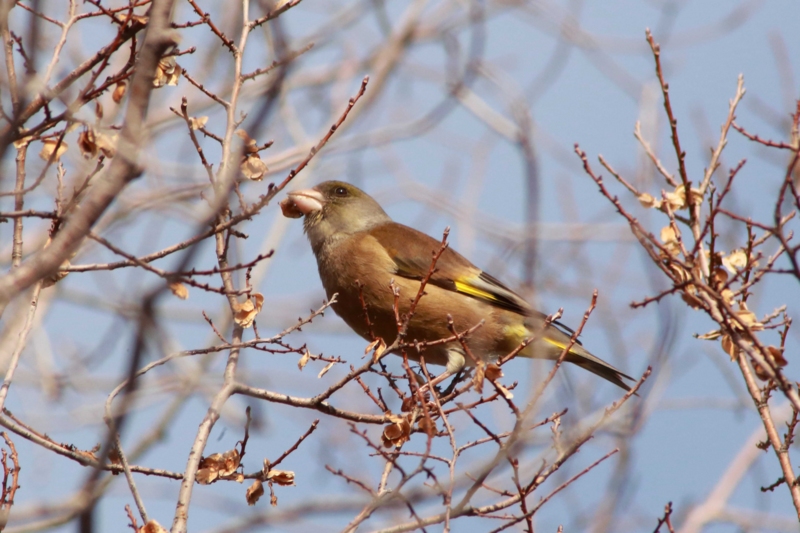 f:id:hiroshisj:20130125175748j:image
