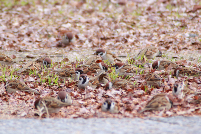 f:id:hiroshisj:20130126182013j:image