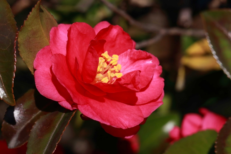 f:id:hiroshisj:20130126182150j:image