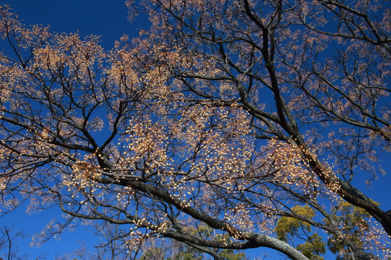 f:id:hiroshisj:20130126182232j:image