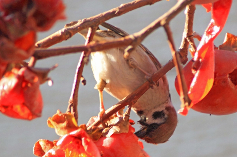 f:id:hiroshisj:20130223185041j:image