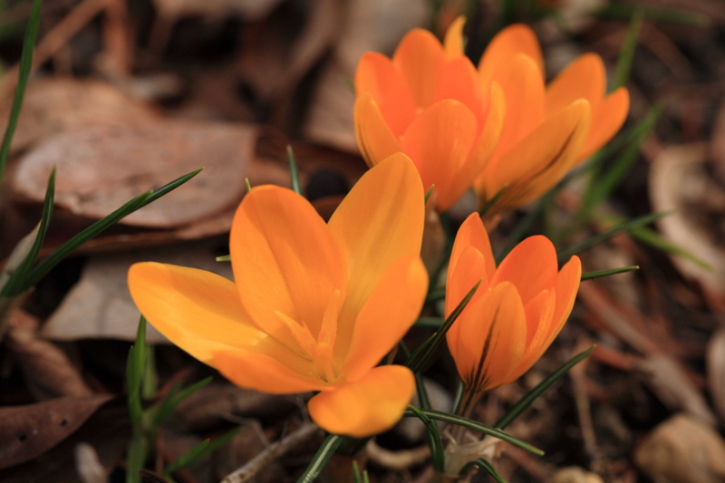 f:id:hiroshisj:20130309153417j:image f:id:hiroshisj:20130309153417j:image