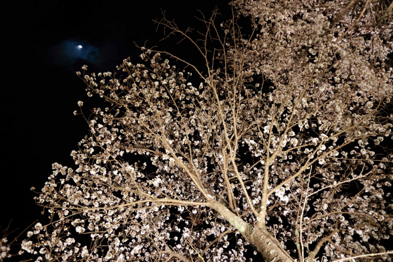 f:id:hiroshisj:20130403230415j:image