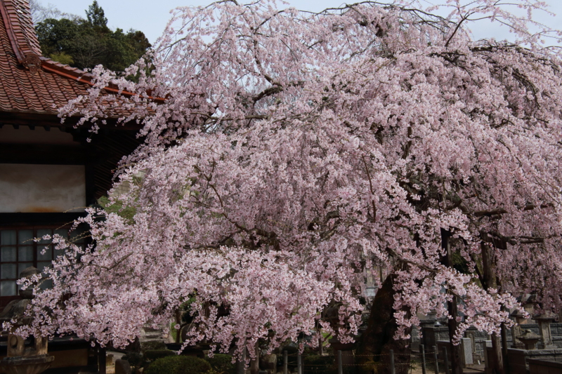 f:id:hiroshisj:20130403233631j:image