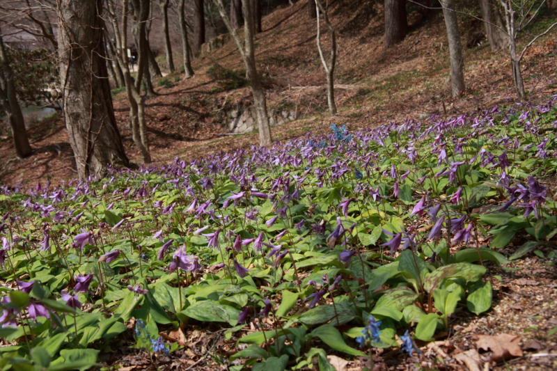 f:id:hiroshisj:20130412180249j:image