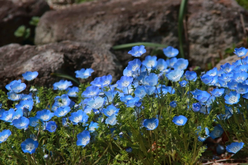 f:id:hiroshisj:20130412180314j:image
