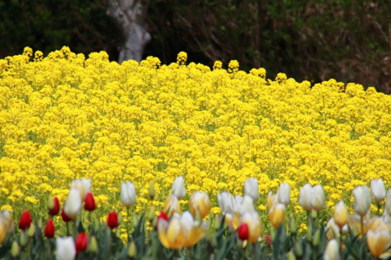 f:id:hiroshisj:20130412180439j:image