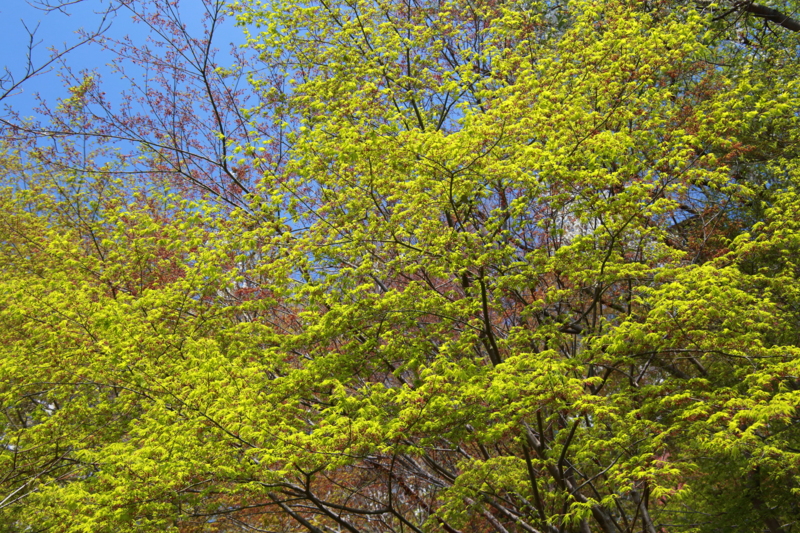 f:id:hiroshisj:20130412180521j:image