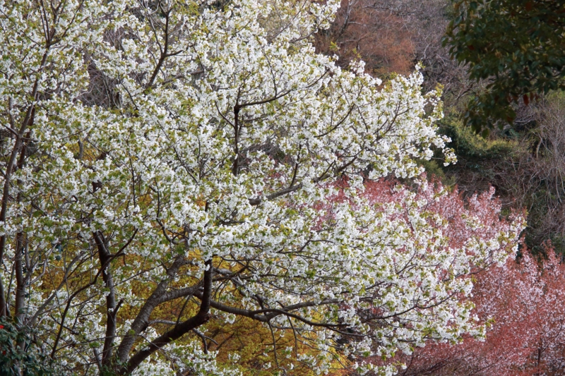 f:id:hiroshisj:20130412180545j:image
