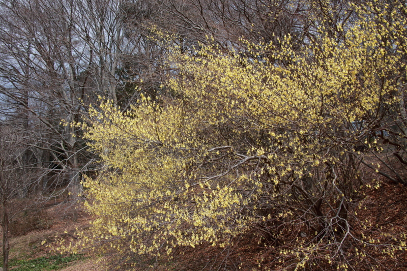 f:id:hiroshisj:20130412195114j:image
