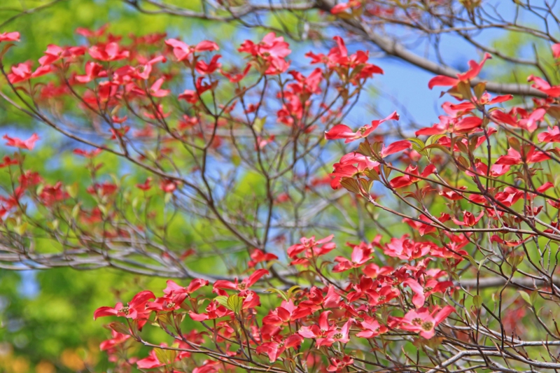 f:id:hiroshisj:20130416181016j:image
