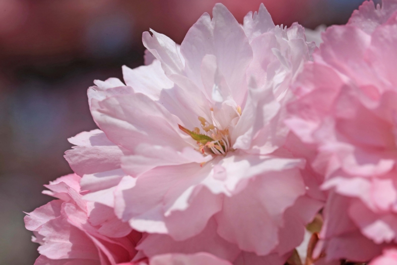 f:id:hiroshisj:20130416181125j:image