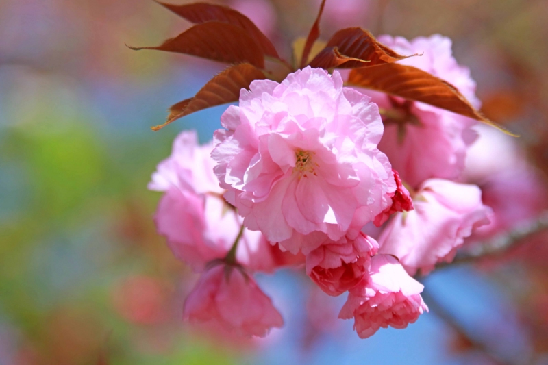f:id:hiroshisj:20130416181144j:image