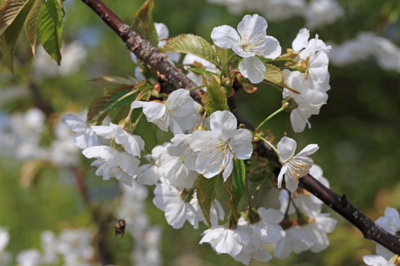 f:id:hiroshisj:20130416201402j:image