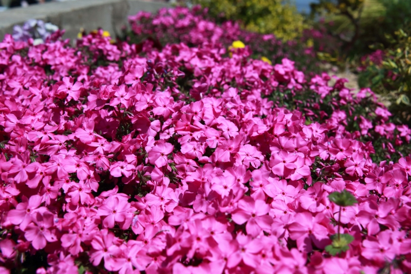 f:id:hiroshisj:20130416201526j:image