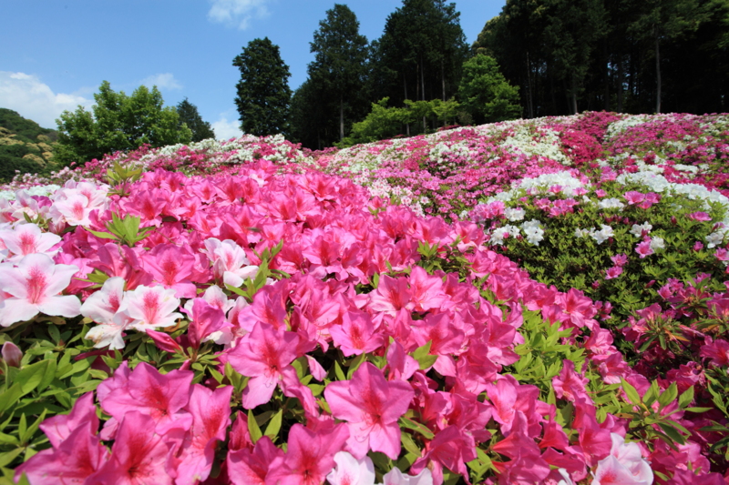 f:id:hiroshisj:20130429203802j:image f:id:hiroshisj:20130429203802j:image