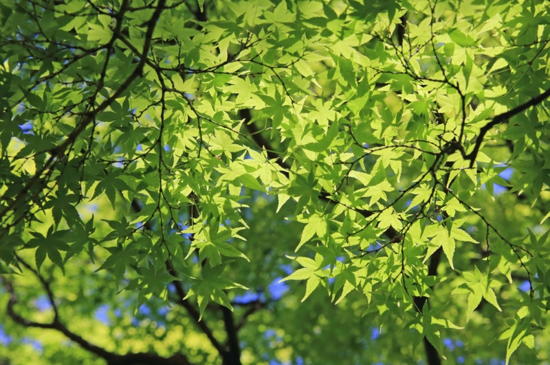 f:id:hiroshisj:20130513195830j:image f:id:hiroshisj:20130513195830j:image
