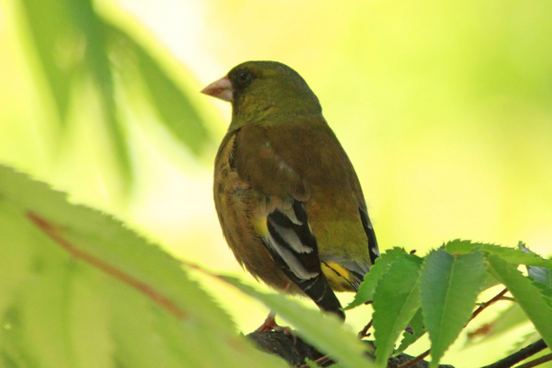 f:id:hiroshisj:20130513195915j:image f:id:hiroshisj:20130513195915j:image