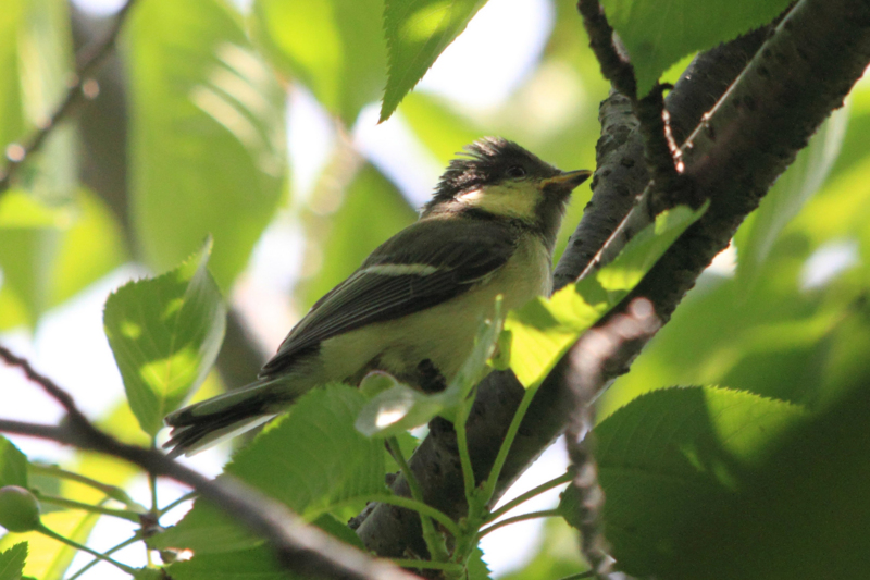 f:id:hiroshisj:20130513195942j:image f:id:hiroshisj:20130513195942j:image