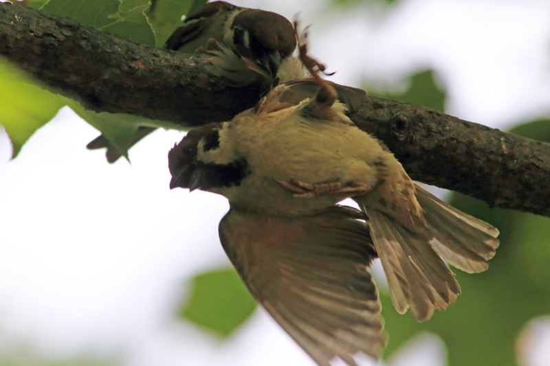 f:id:hiroshisj:20130517143659j:image f:id:hiroshisj:20130517143659j:image