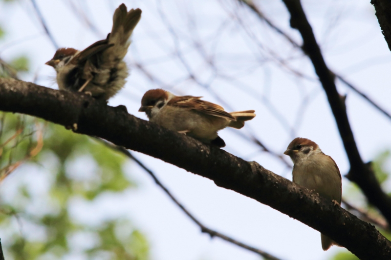 f:id:hiroshisj:20130517143721j:image f:id:hiroshisj:20130517143721j:image