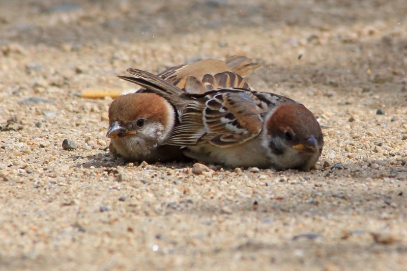 f:id:hiroshisj:20130517143804j:image f:id:hiroshisj:20130517143804j:image