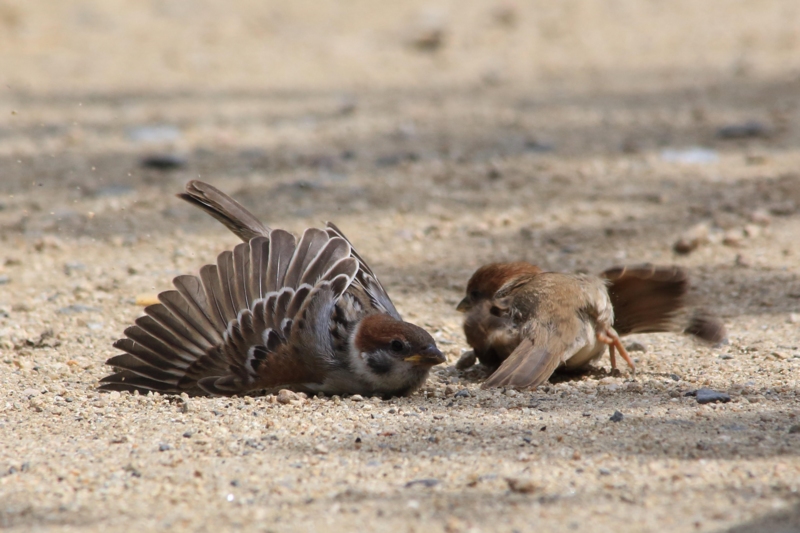 f:id:hiroshisj:20130517143825j:image f:id:hiroshisj:20130517143825j:image