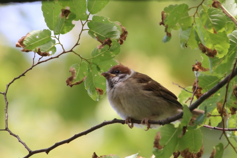 f:id:hiroshisj:20130517143908j:image f:id:hiroshisj:20130517143908j:image