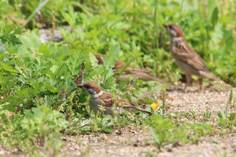 f:id:hiroshisj:20130517143930j:image f:id:hiroshisj:20130517143930j:image