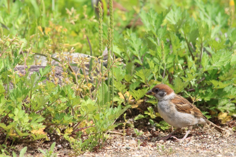 f:id:hiroshisj:20130517143952j:image f:id:hiroshisj:20130517143952j:image