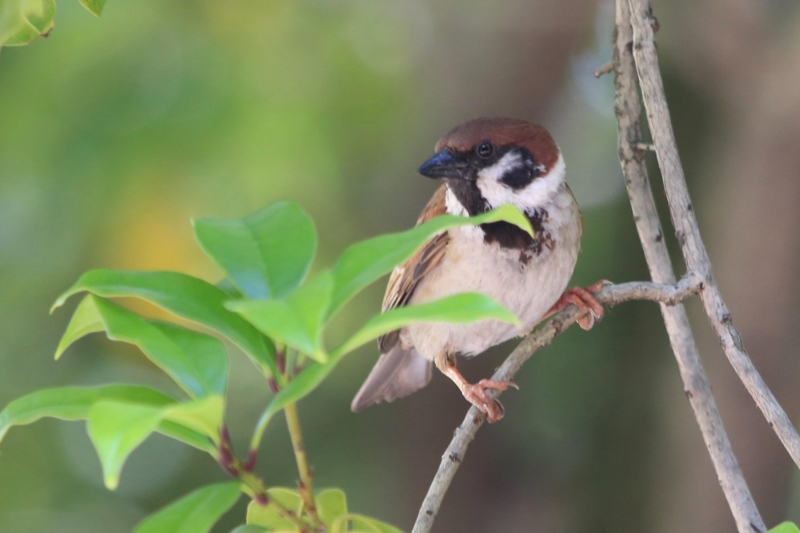 f:id:hiroshisj:20130517144015j:image f:id:hiroshisj:20130517144015j:image