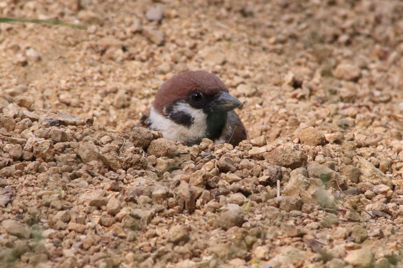 f:id:hiroshisj:20130517144639j:image f:id:hiroshisj:20130517144639j:image