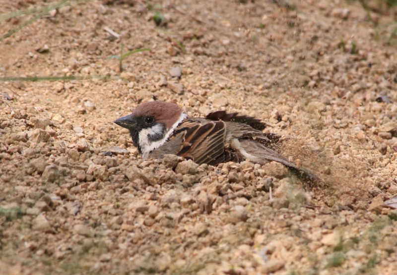 f:id:hiroshisj:20130517144659j:image f:id:hiroshisj:20130517144659j:image