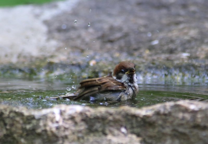 f:id:hiroshisj:20130517144721j:image f:id:hiroshisj:20130517144721j:image