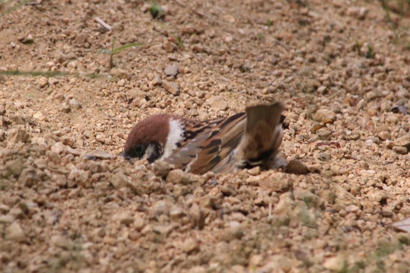 f:id:hiroshisj:20130517145207j:image f:id:hiroshisj:20130517145207j:image