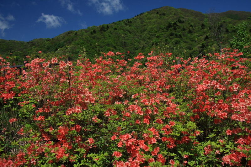 f:id:hiroshisj:20130521174117j:image f:id:hiroshisj:20130521174117j:image