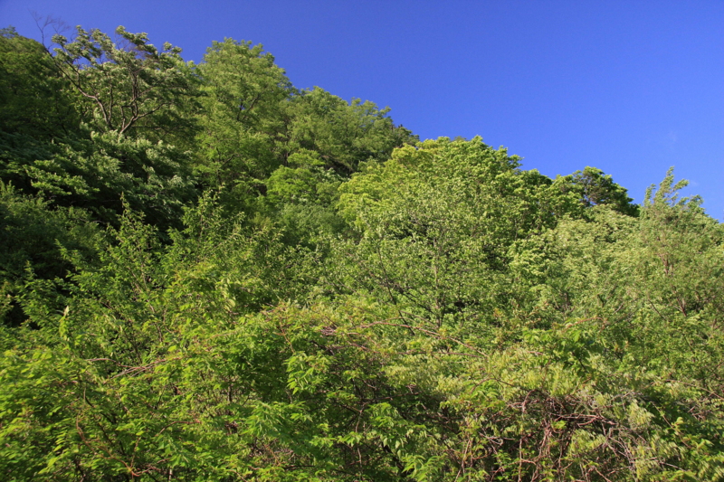 f:id:hiroshisj:20130521174140j:image f:id:hiroshisj:20130521174140j:image